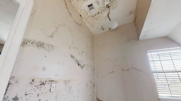 Best Commercial Mold Inspection  in Hayfork, CA