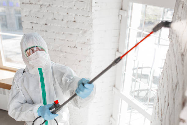 Professional Mold Removal in Hayfork, CA