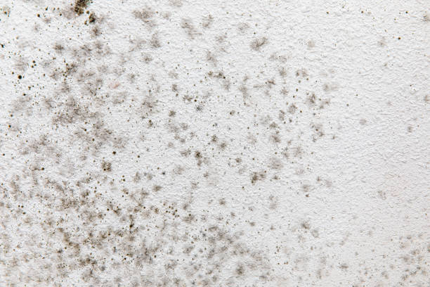 Best Mold Documentation for Insurance Claims  in Hayfork, CA