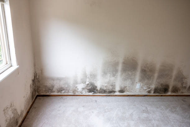 Forensic Mold Investigation in Hayfork, CA